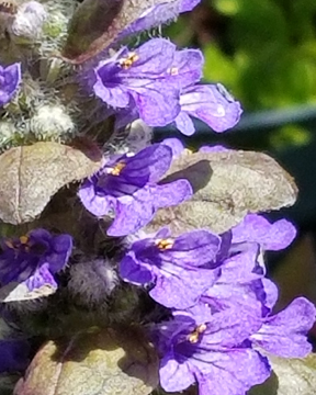 Campanula